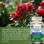 Unlock Your Potential with High Strength Rhodiola Rosea Capsules - Boost Mood, Energy, and Brain Function Naturally!