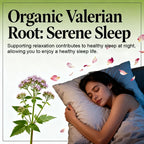 Valerian Root Capsules - Natural Stress Relief, Enhanced Sleep Quality, and Promotes Relaxation - Vegan & Non-GMO